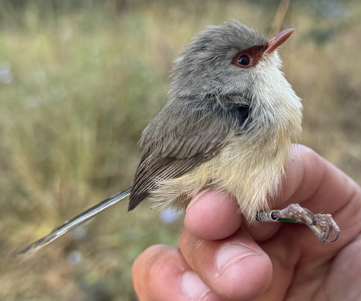 modropláštník proměnlivý - ML640213864