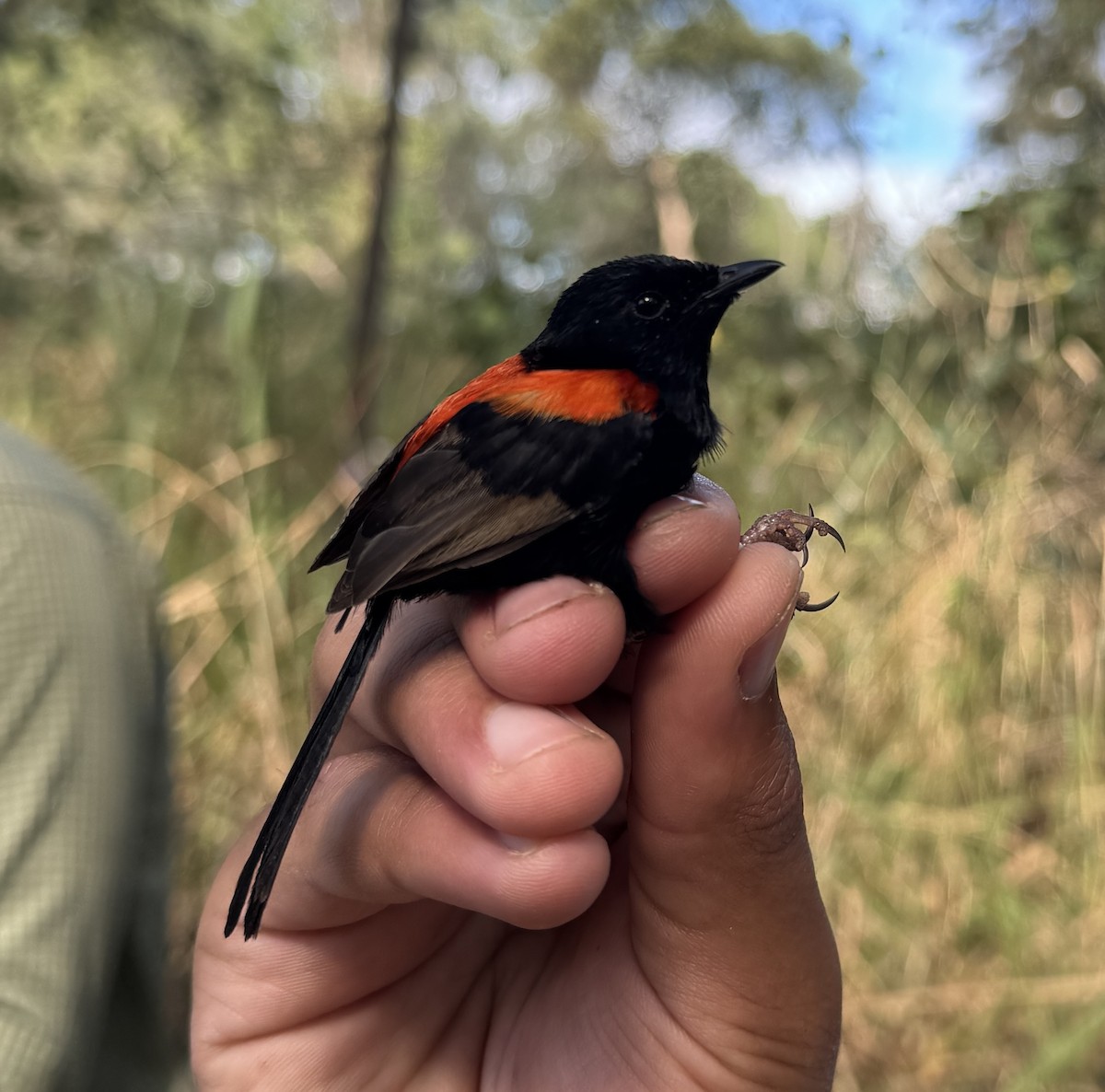 černáček rudohřbetý - ML640213869