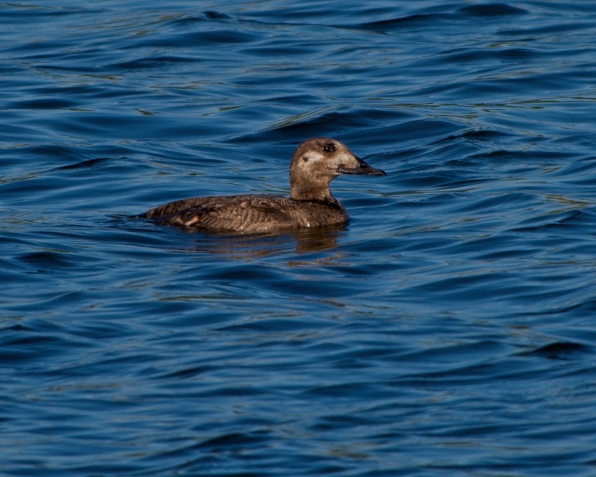 White-winged Scoter - ML640213951
