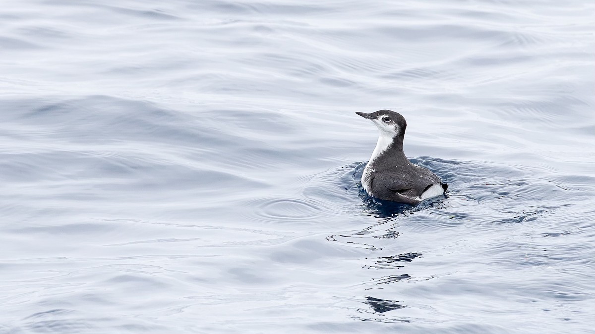 Guadalupe Murrelet - ML640213957
