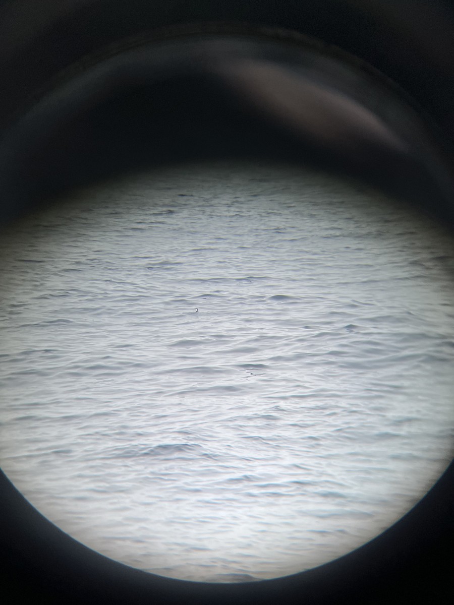 Guadalupe Murrelet - ML640213958