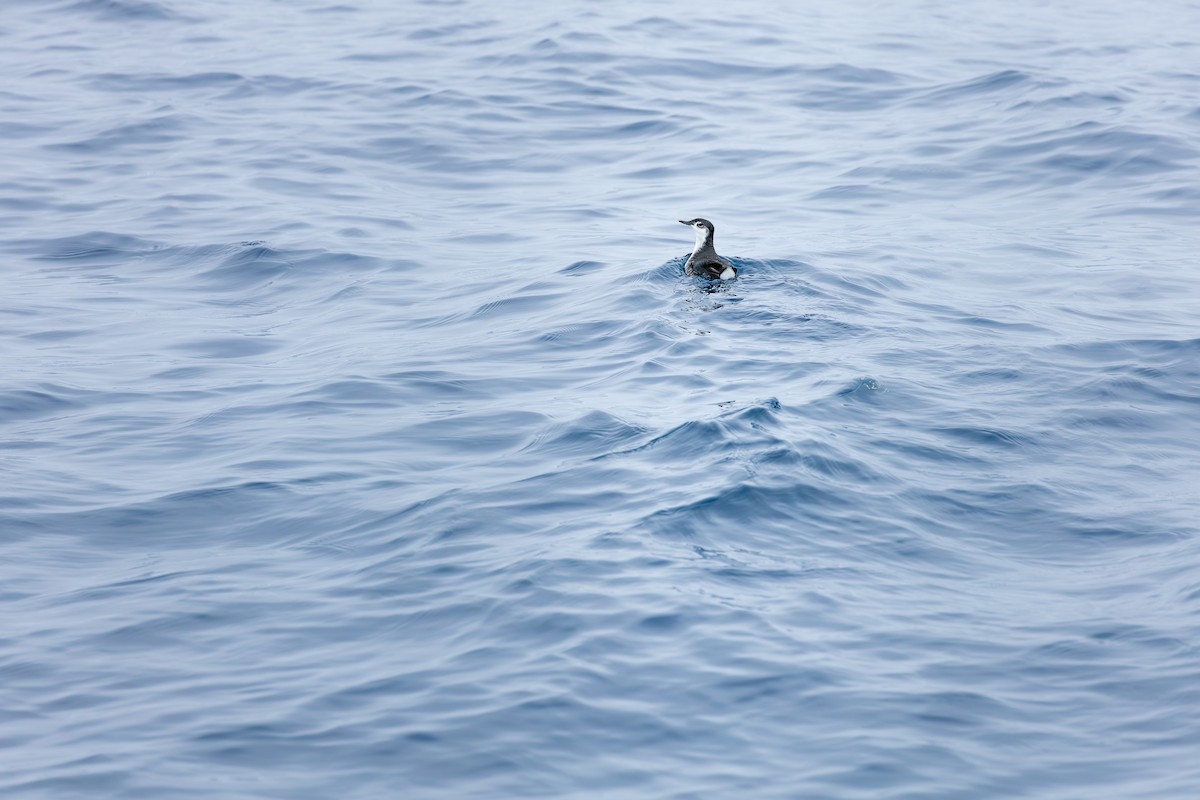 Guadalupe Murrelet - ML640213959