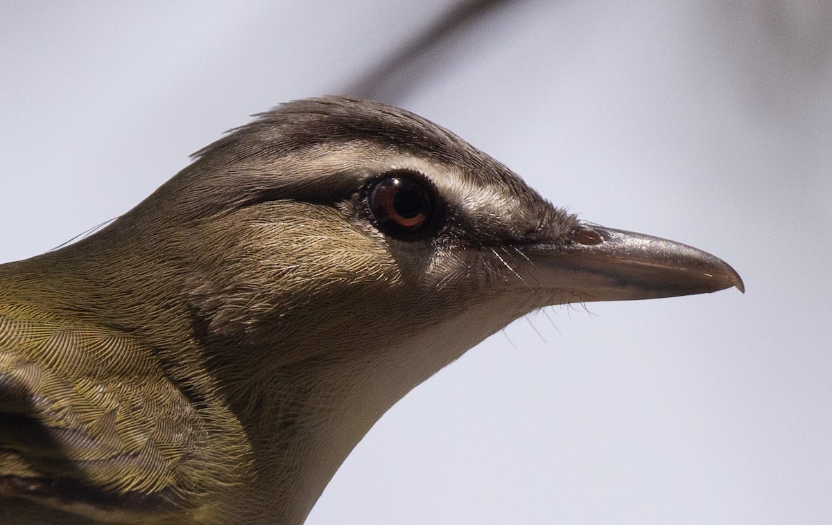 Red-eyed Vireo - ML640213977