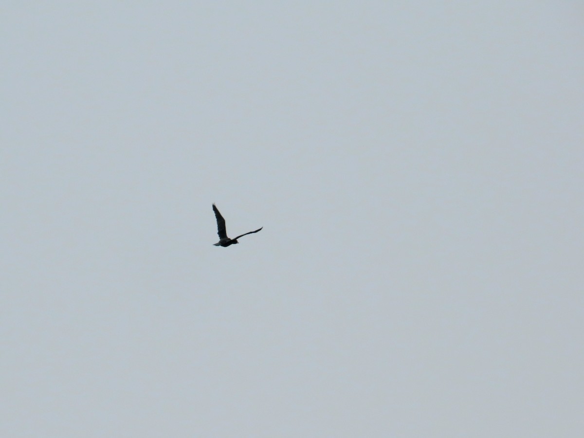 Cormoran de Vieillot - ML640214044