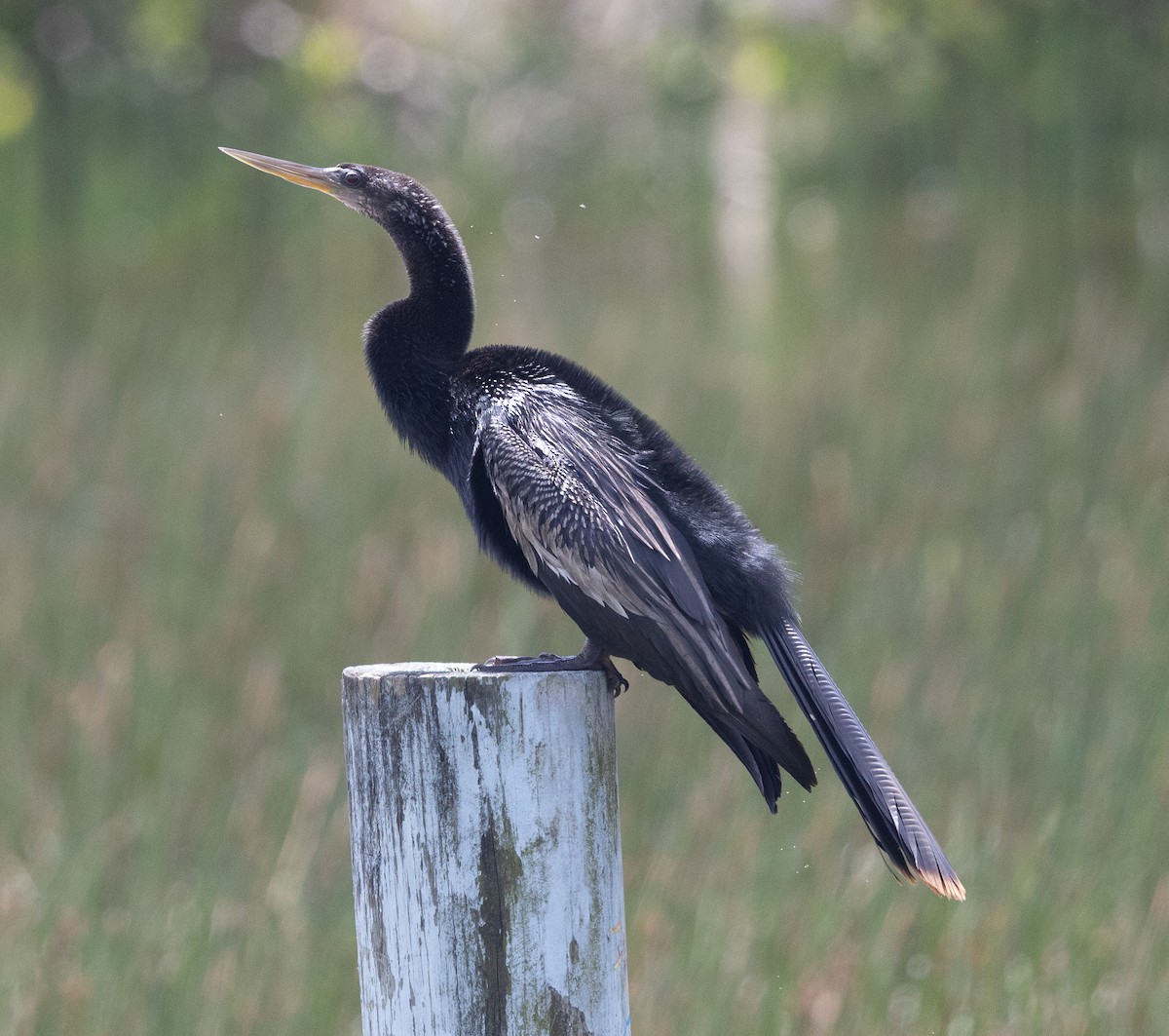 Anhinga - ML640214045