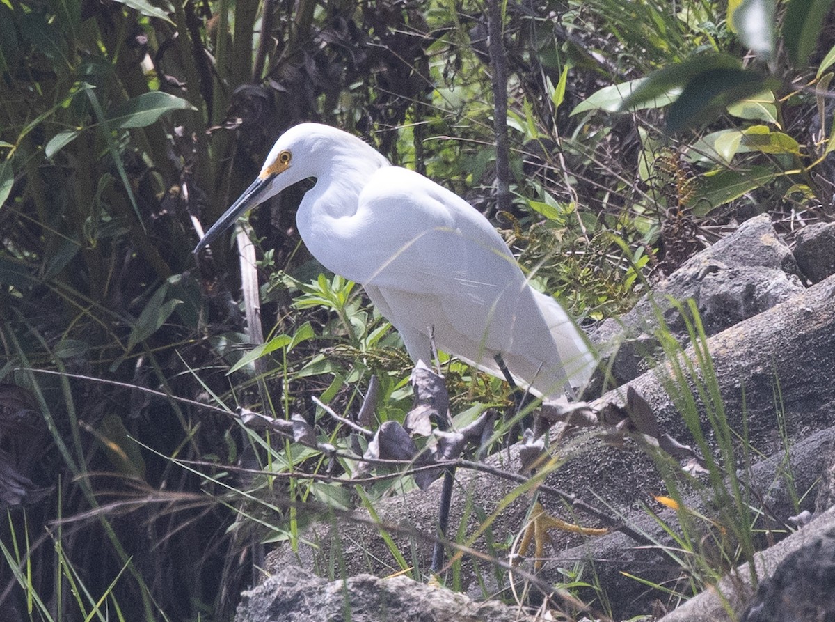 Snowy Egret - ML640214047