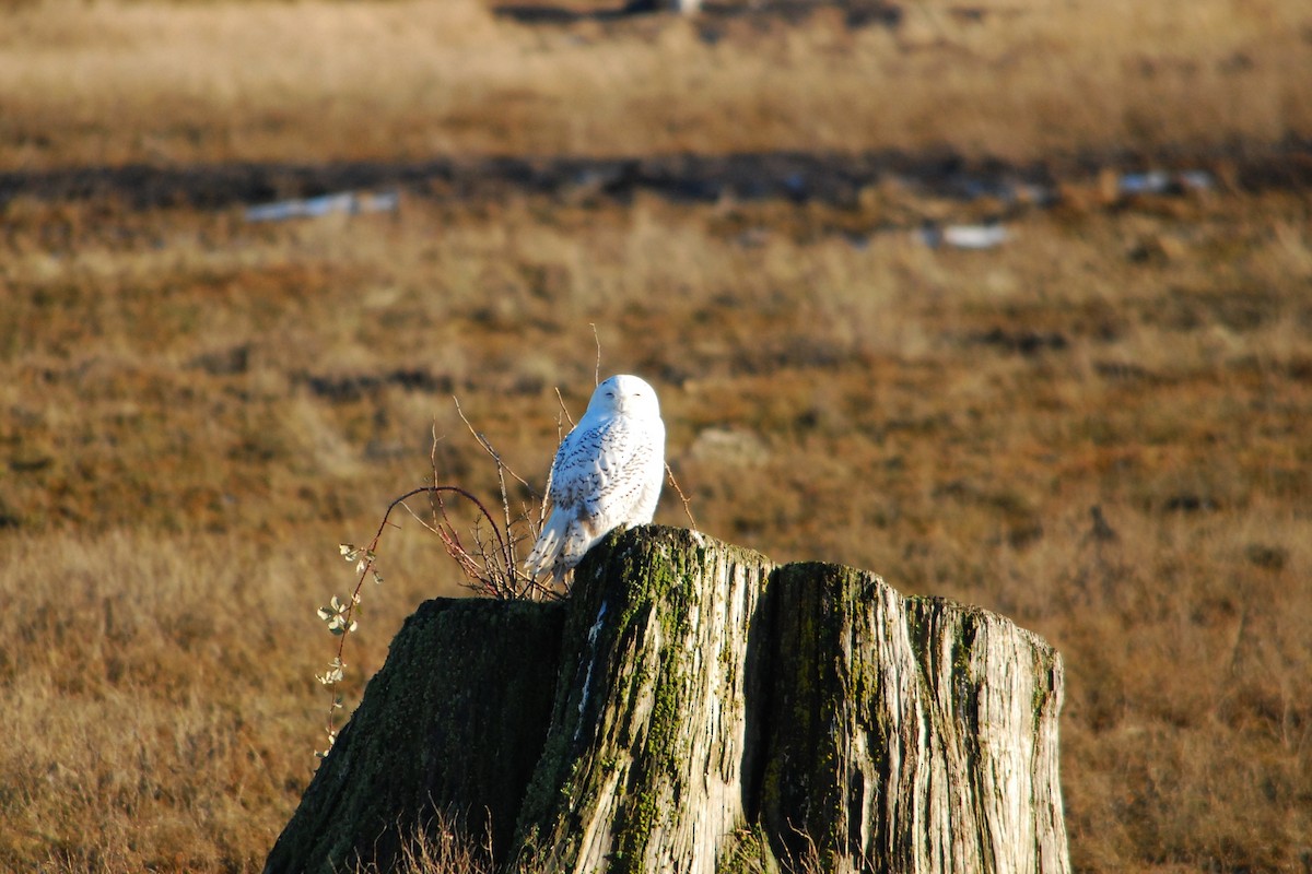 Snowy Owl - ML640214086
