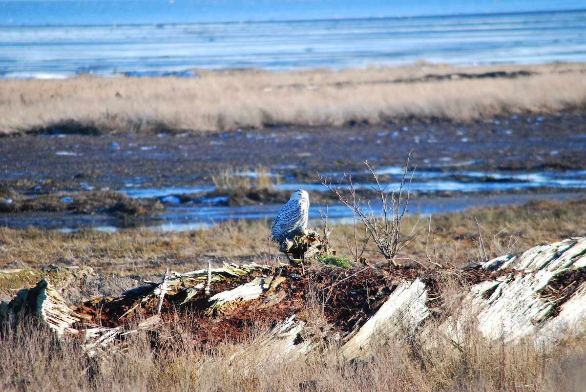 Snowy Owl - ML640214087