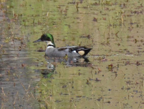 Falcated Duck - ML640214090