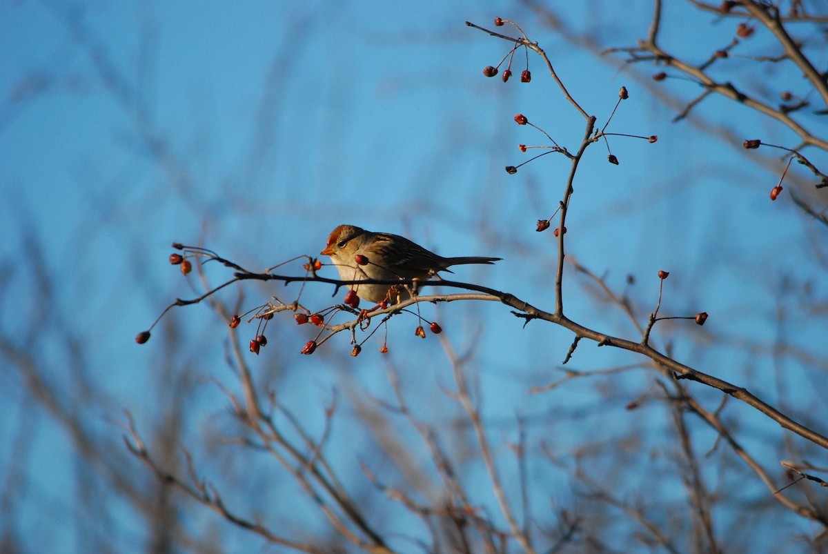 White-crowned Sparrow - ML640214092