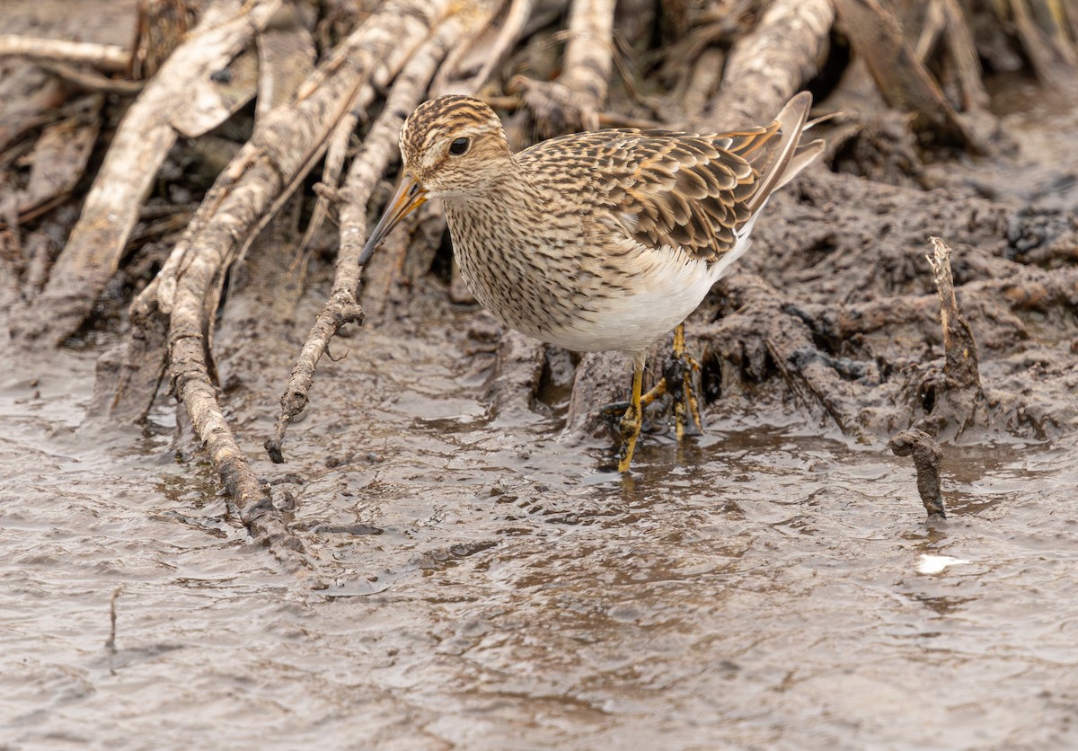 Graubrust-Strandläufer - ML640214111