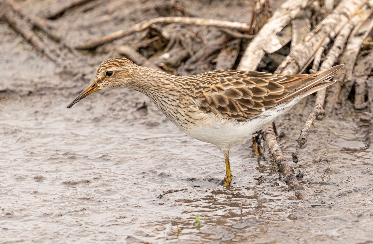Graubrust-Strandläufer - ML640214112