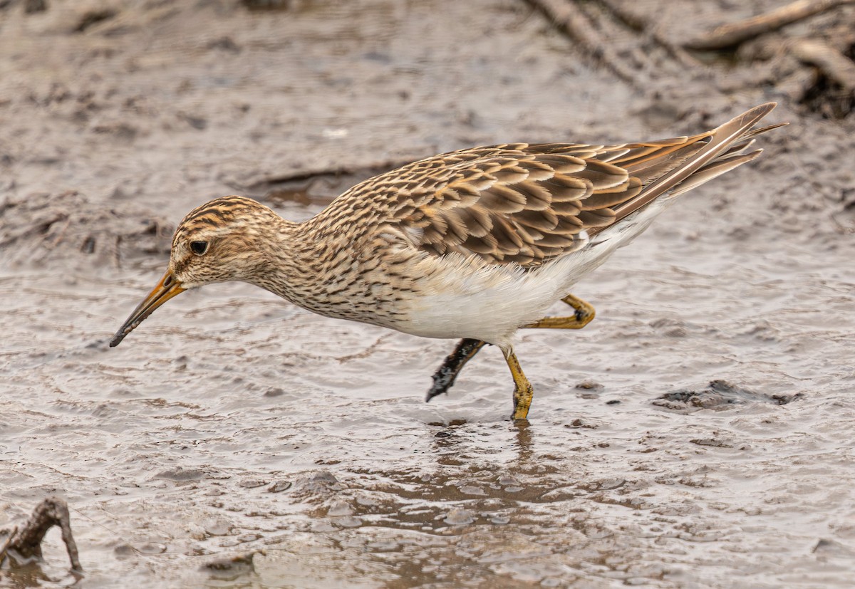 Graubrust-Strandläufer - ML640214113