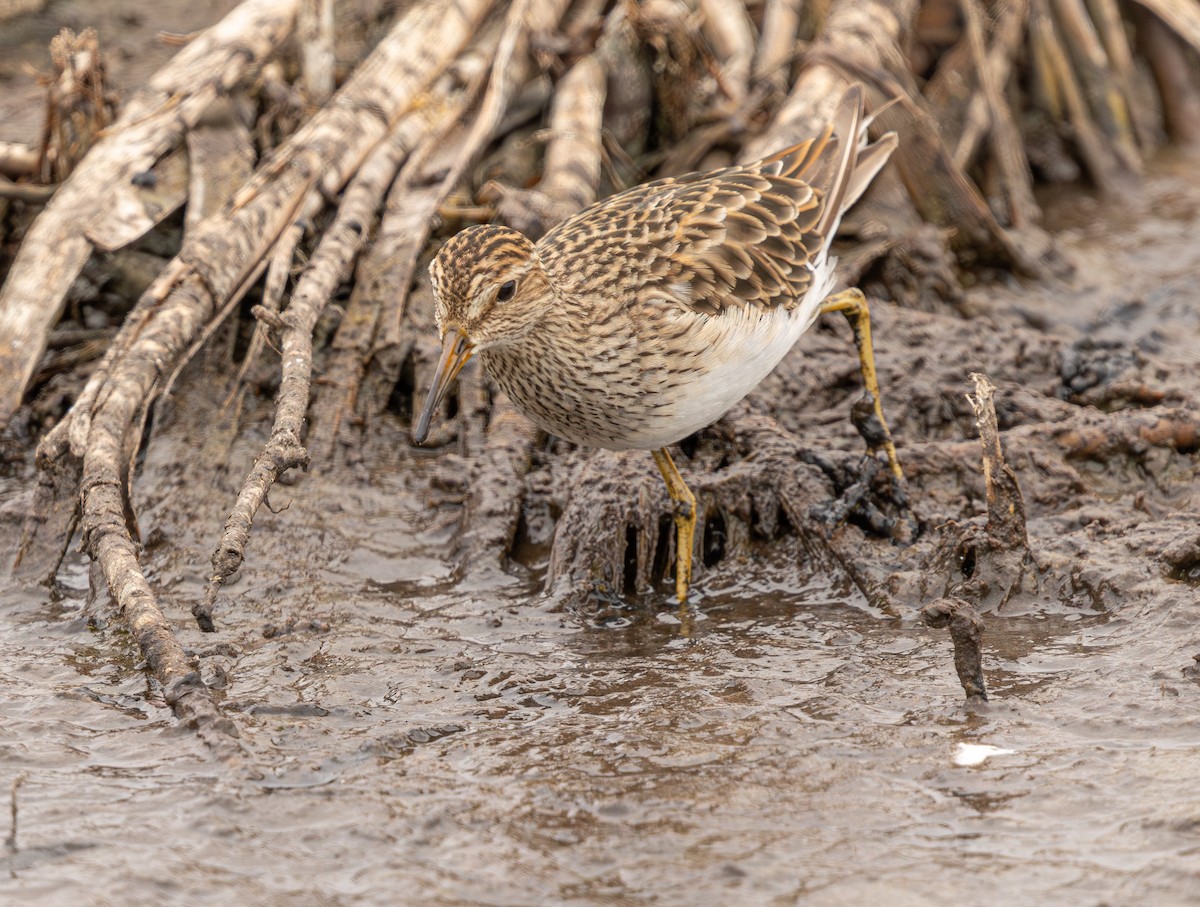 Graubrust-Strandläufer - ML640214117
