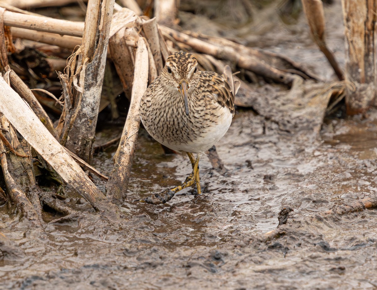 Graubrust-Strandläufer - ML640214118