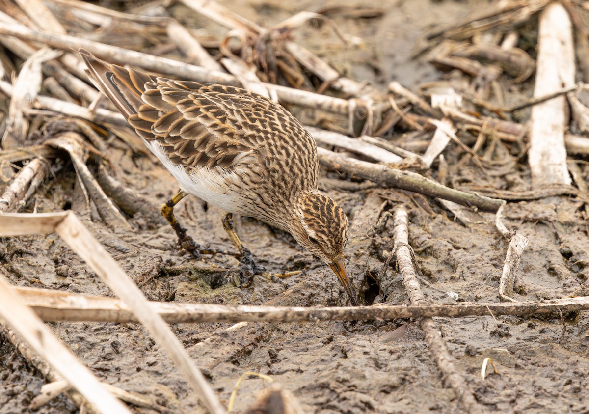 Graubrust-Strandläufer - ML640214119