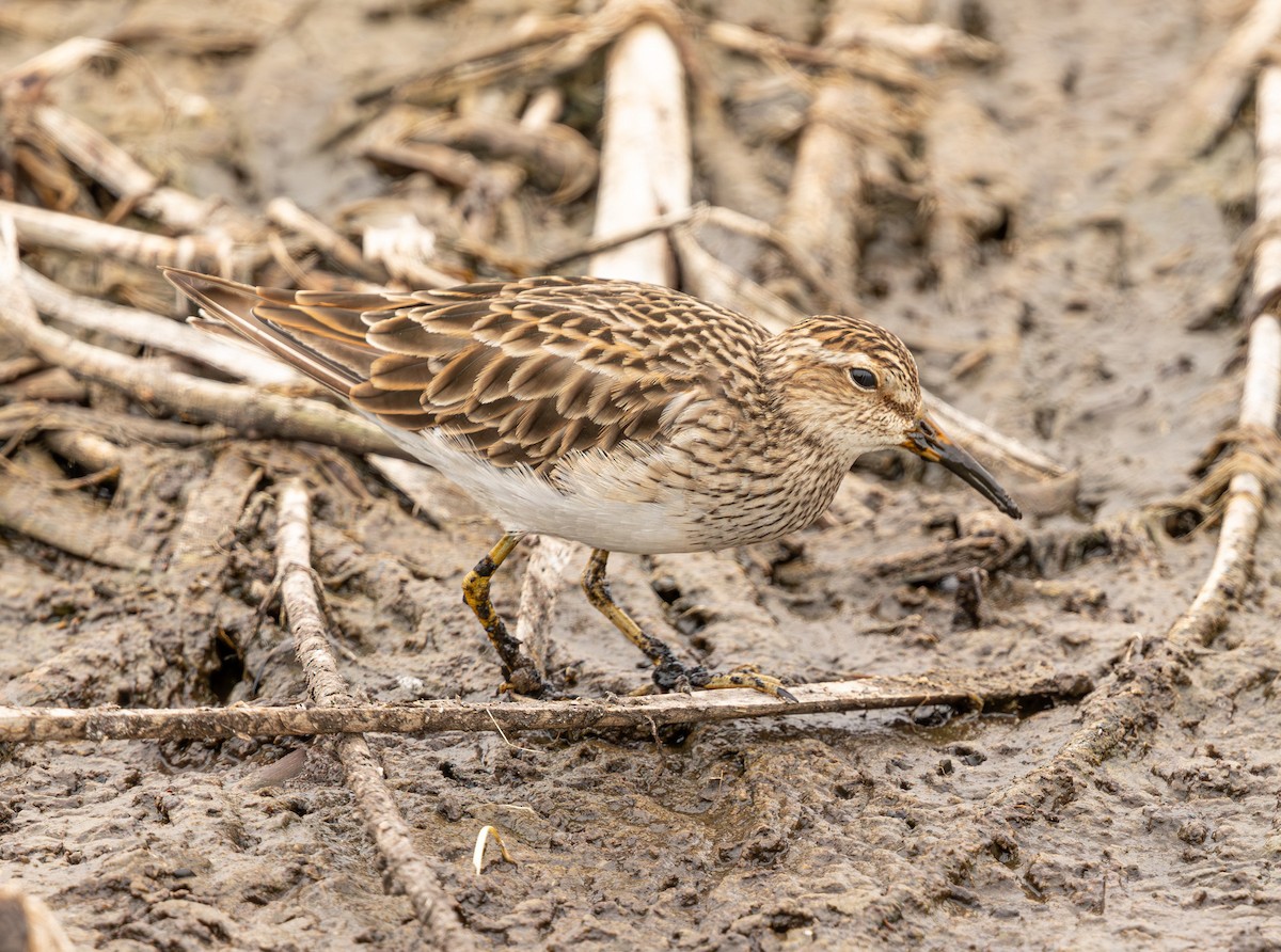 Graubrust-Strandläufer - ML640214120