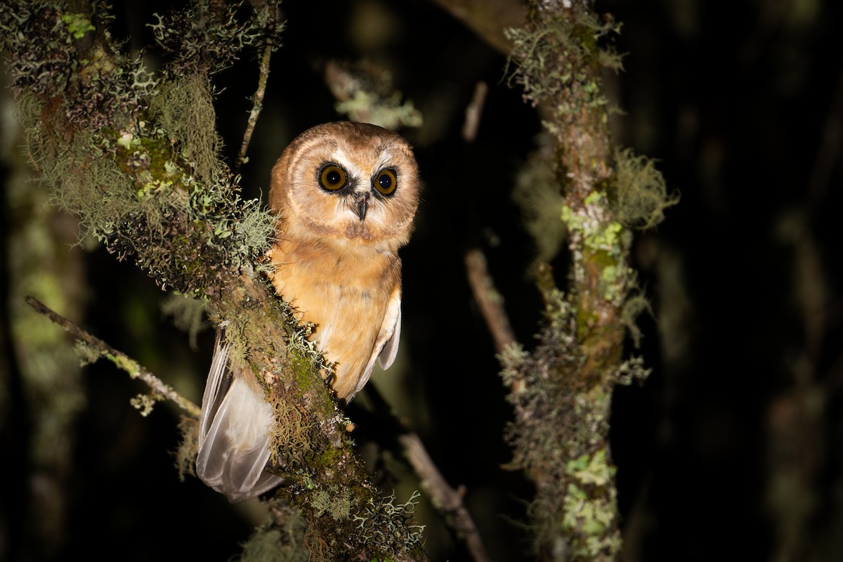 Unspotted Saw-whet Owl - ML640214121