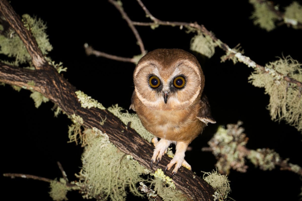 Unspotted Saw-whet Owl - ML640214123