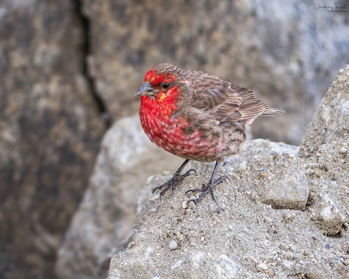 Red-fronted Rosefinch - ML640214133