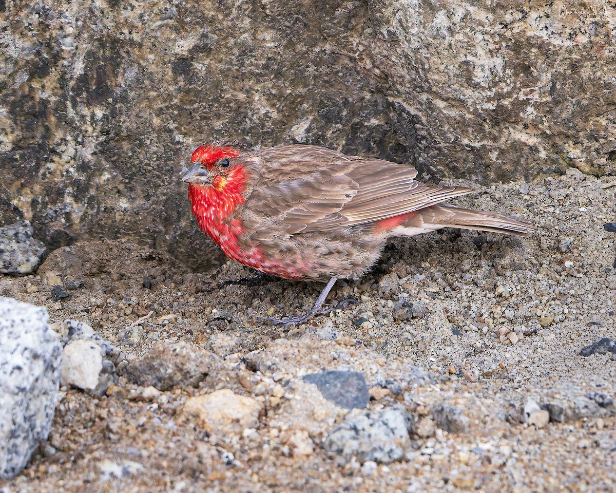 Red-fronted Rosefinch - ML640214134