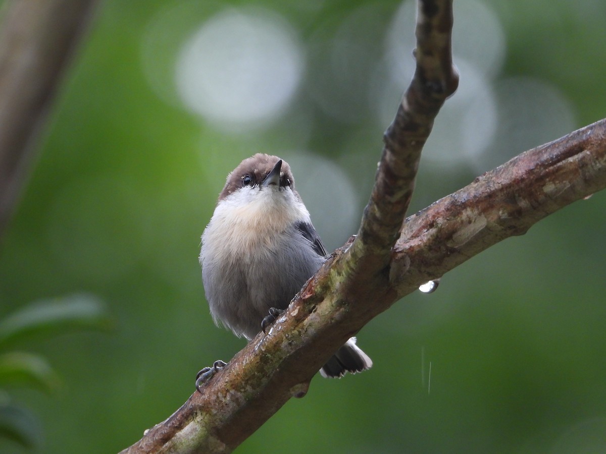 Brown-headed Nuthatch - ML640214135