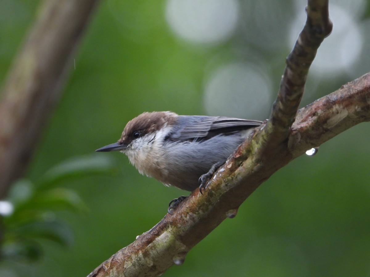 Brown-headed Nuthatch - ML640214139