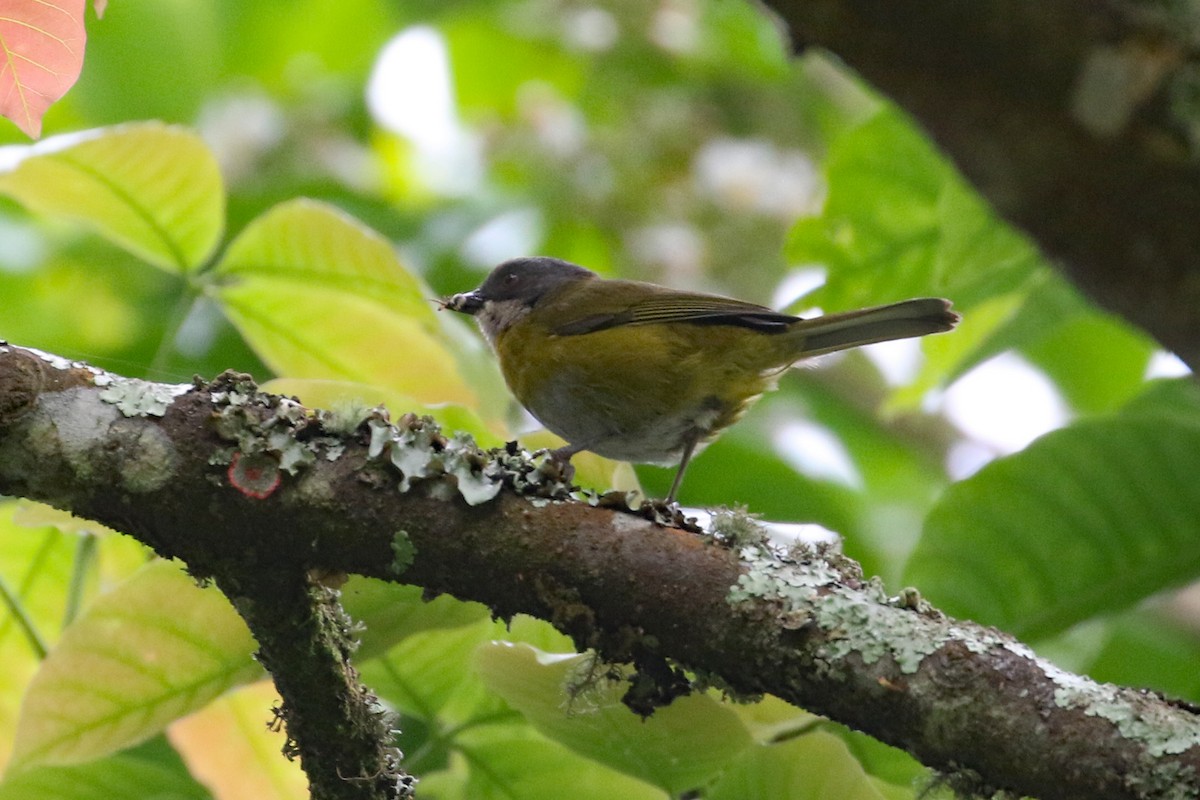 Ashy-throated Chlorospingus - ML640214173