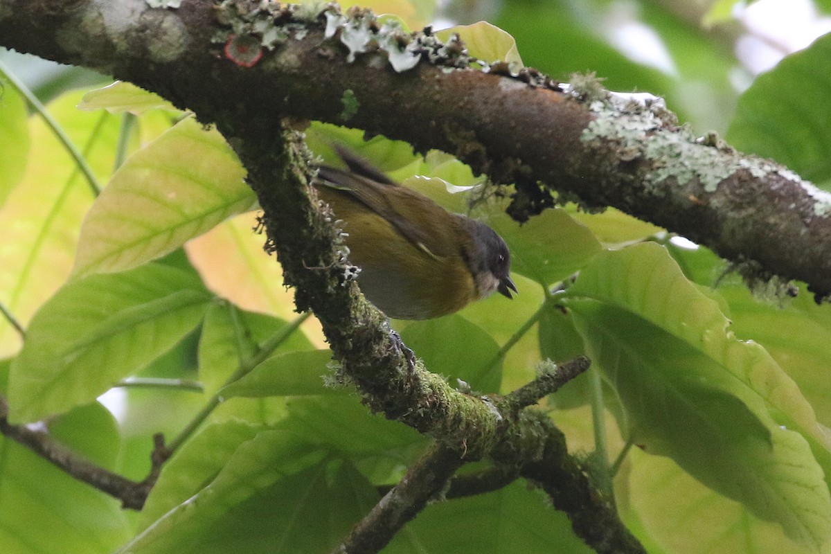 Ashy-throated Chlorospingus - ML640214174