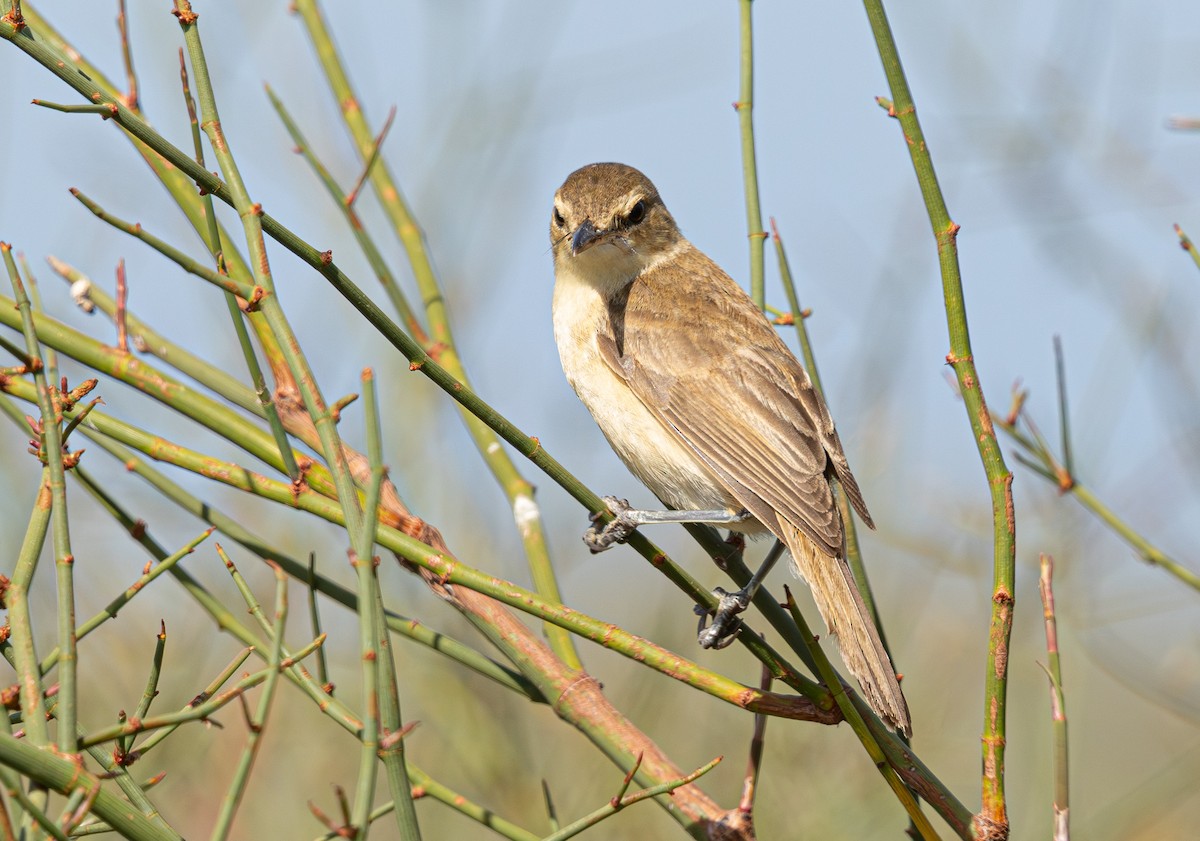 Australian Reed Warbler - ML640214200