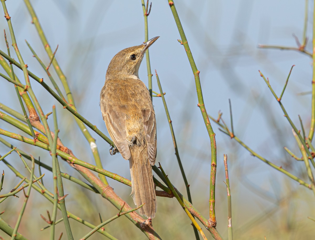 Australian Reed Warbler - ML640214205