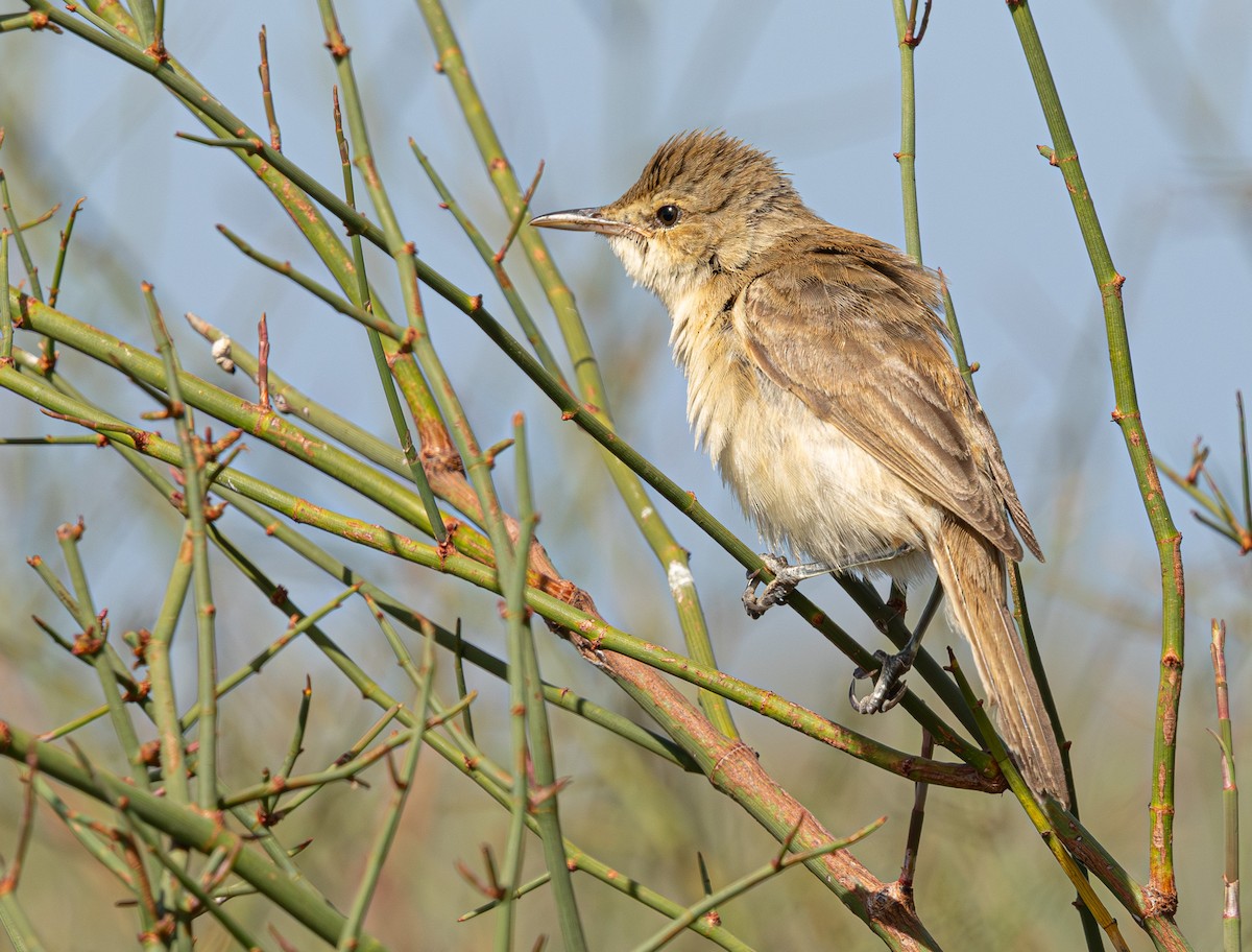 Australian Reed Warbler - ML640214206