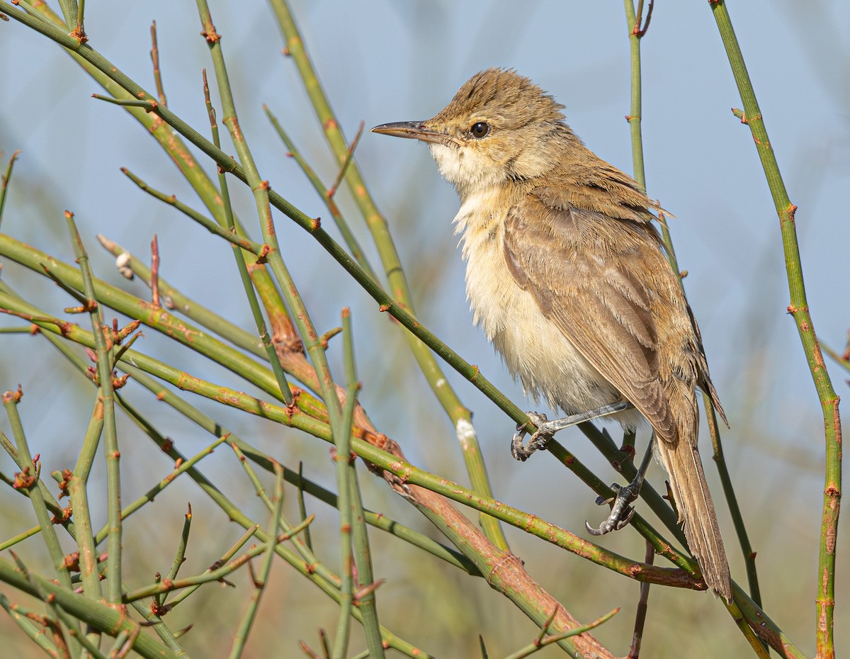 Australian Reed Warbler - ML640214209