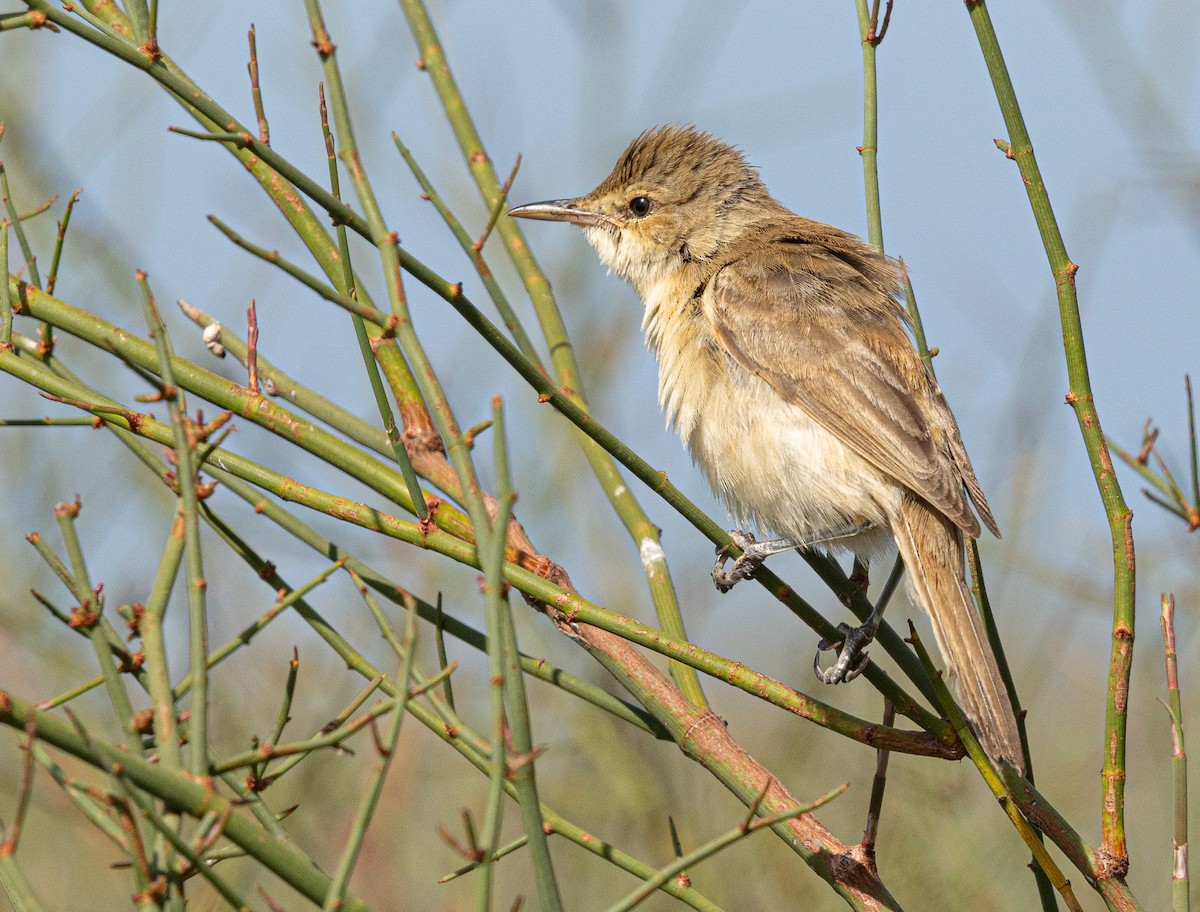 Australian Reed Warbler - ML640214210
