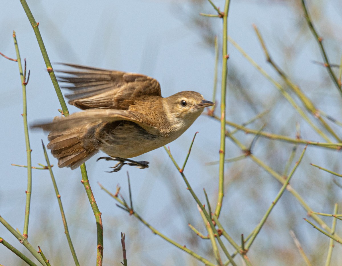 Australian Reed Warbler - ML640214211