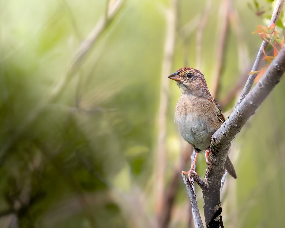 Bachman's Sparrow - ML640214259