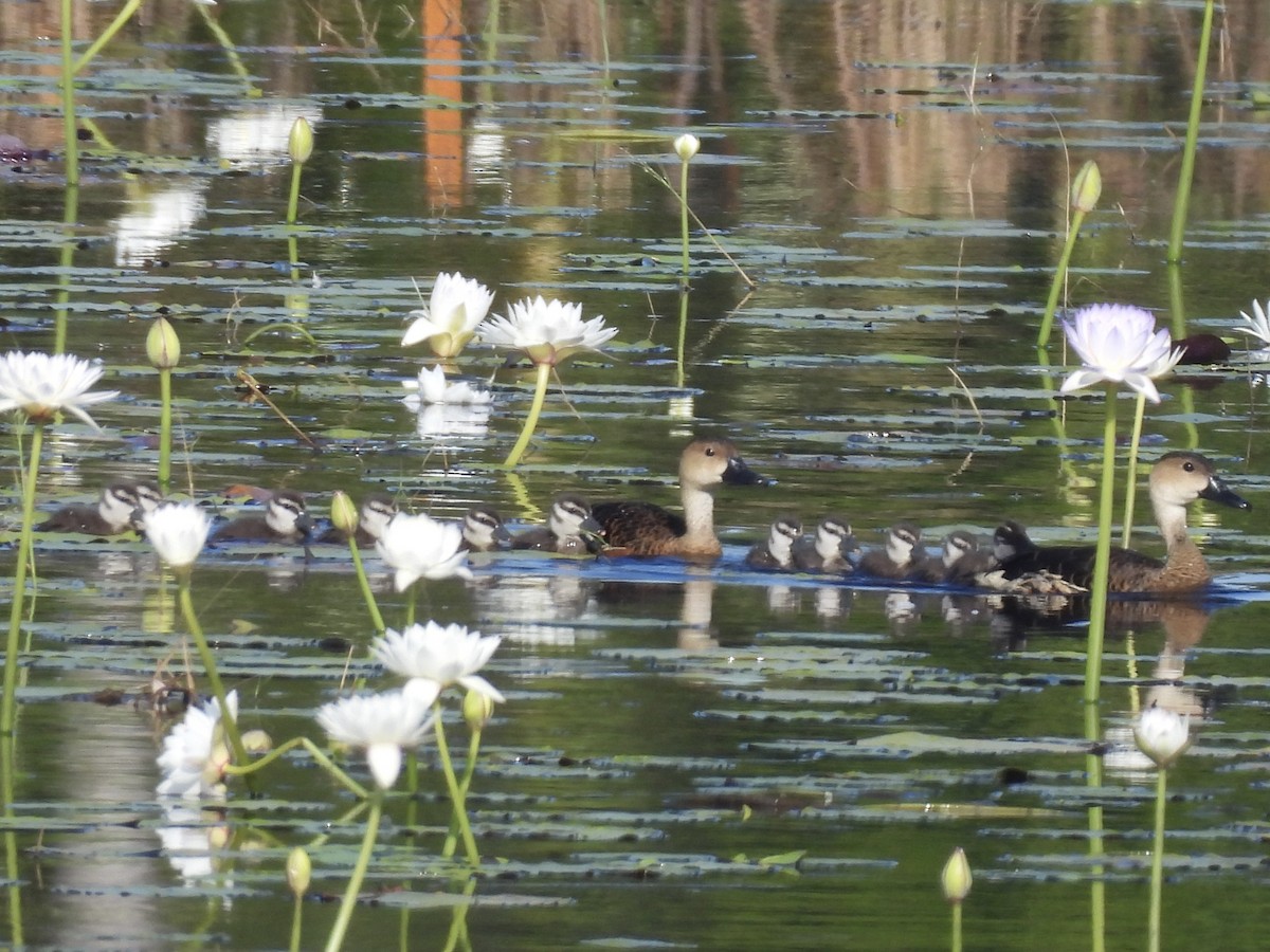 Wandering Whistling-Duck - ML640214291