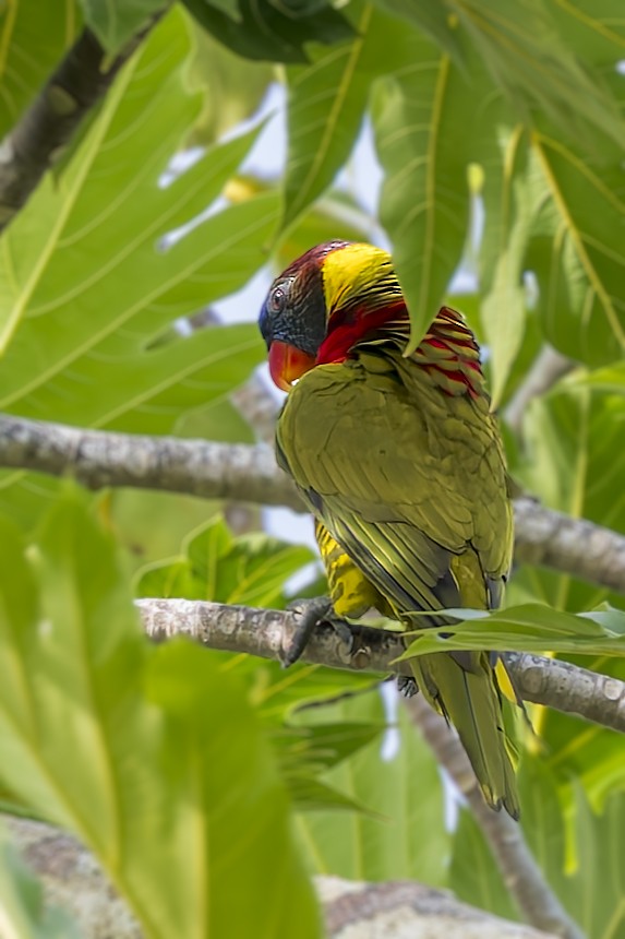 Coconut Lorikeet - ML640214296