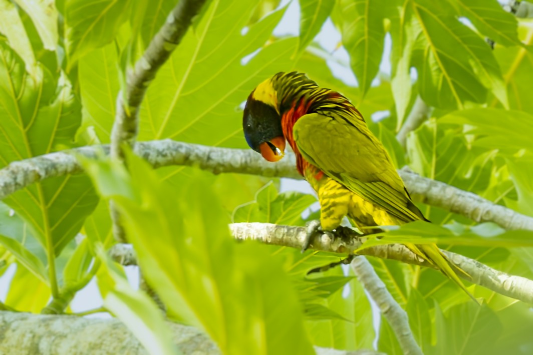 Coconut Lorikeet - ML640214297