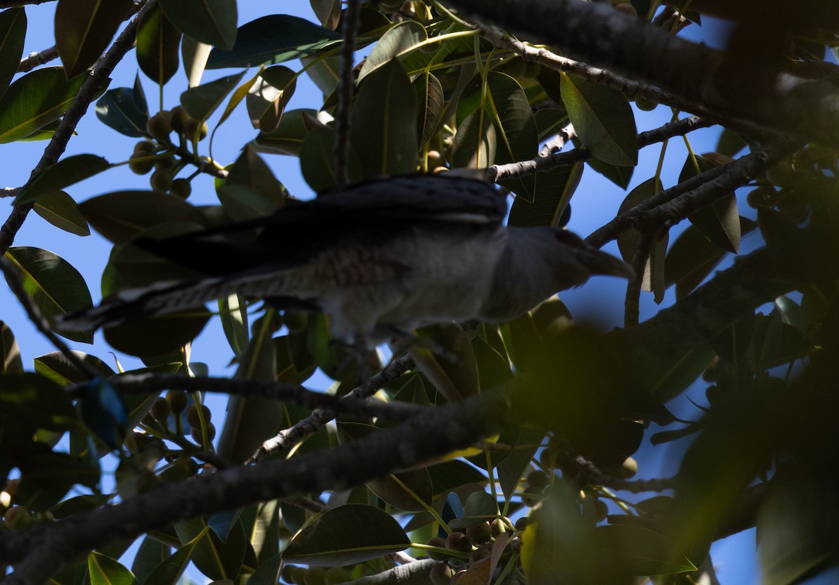 Channel-billed Cuckoo - ML640214326