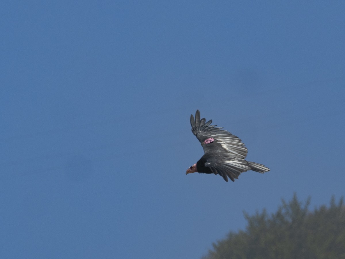 California Condor - ML640214340