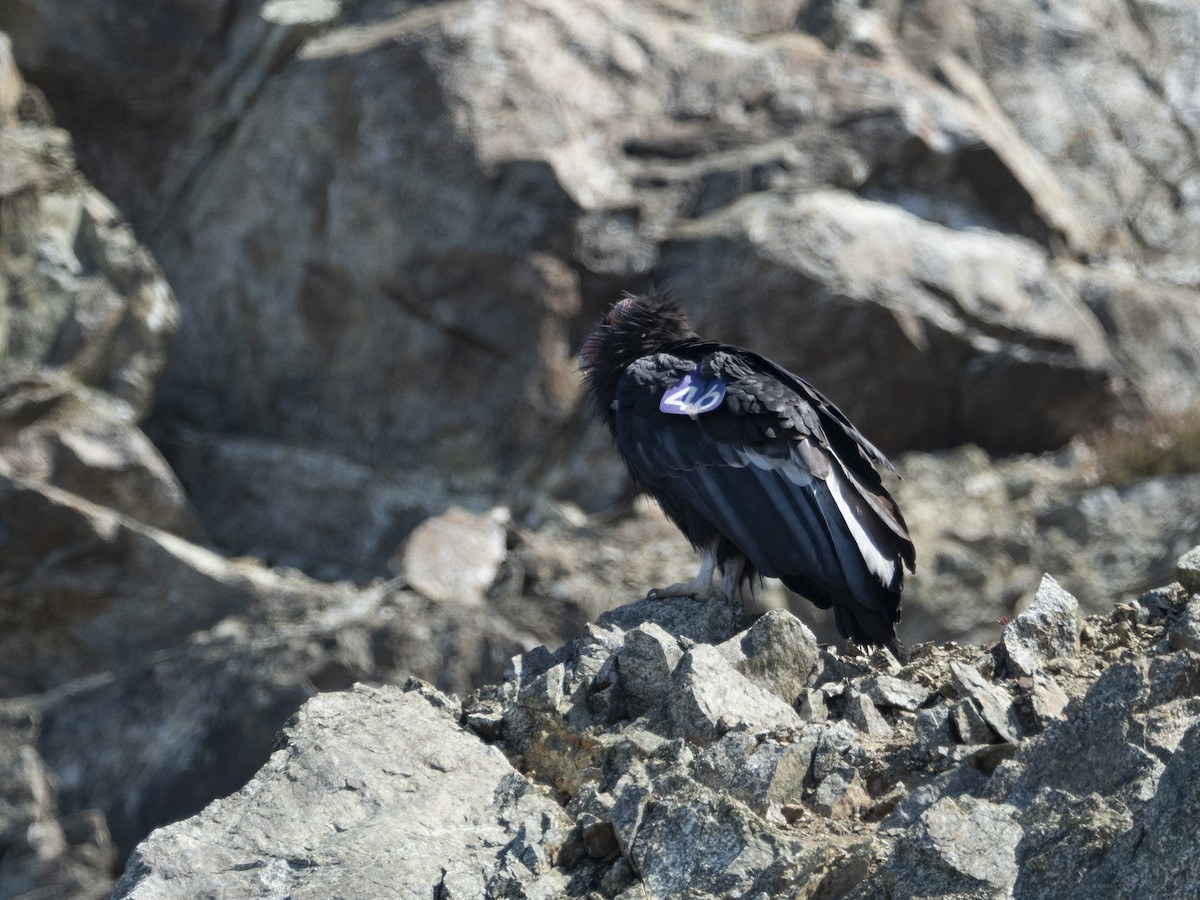 California Condor - ML640214341