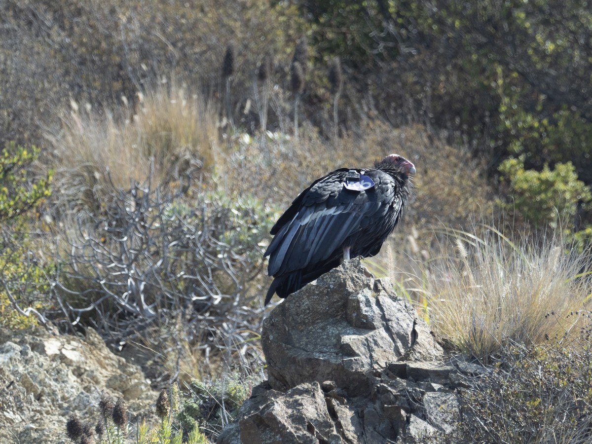 California Condor - ML640214342