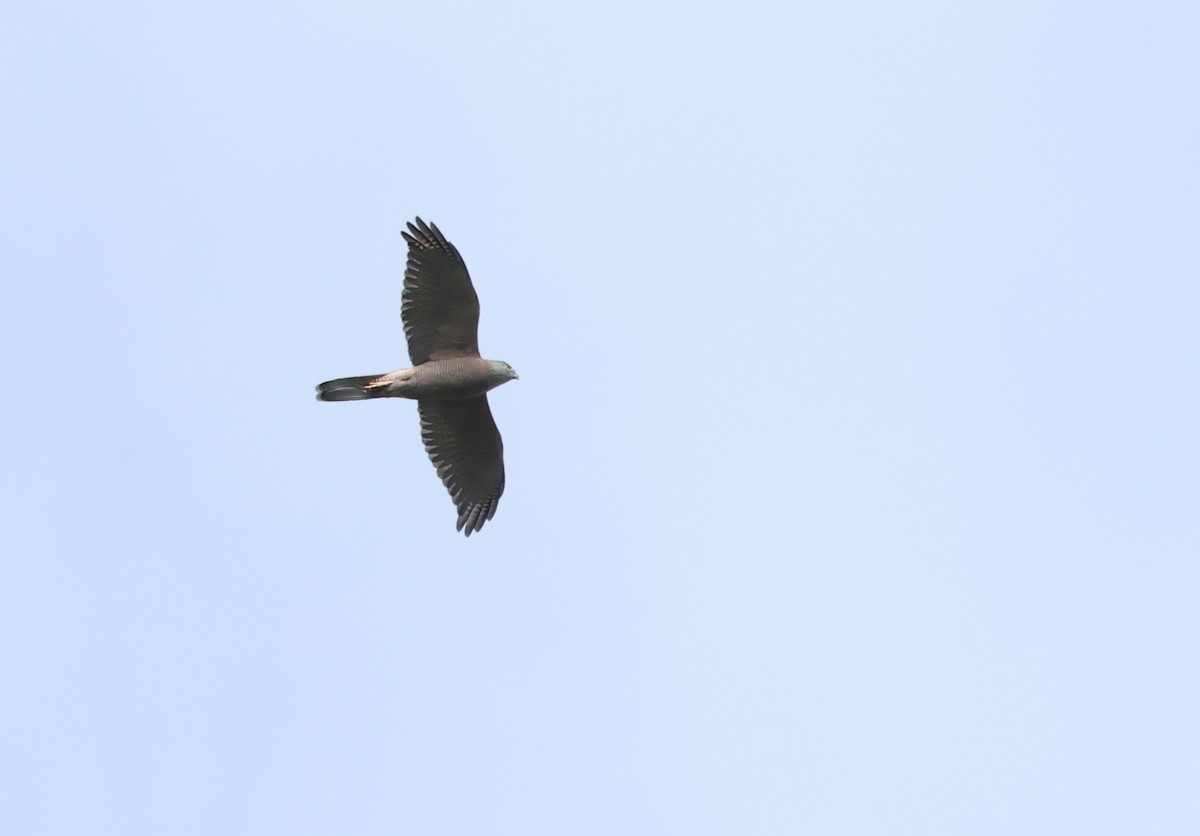 Brown Goshawk - ML640214351