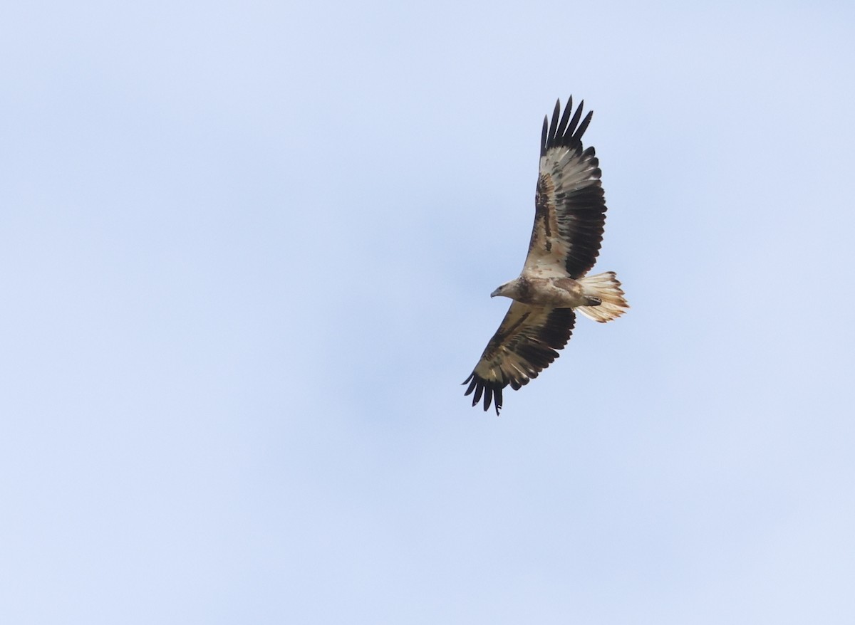 White-bellied Sea-Eagle - ML640214353