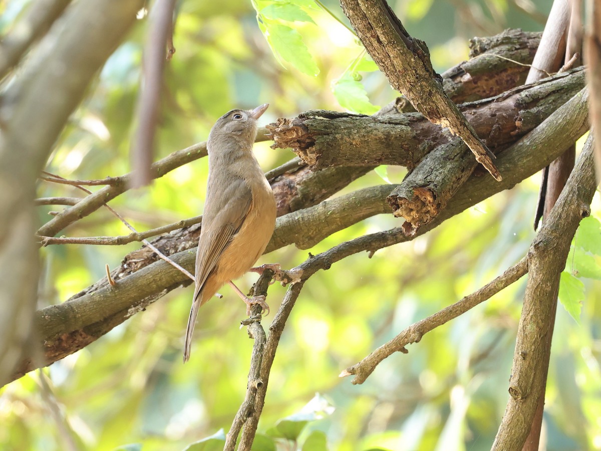 Rufous Shrikethrush - ML640214361