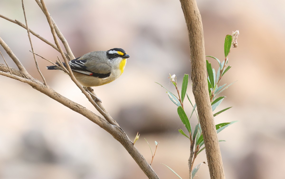 Striated Pardalote - ML640214365