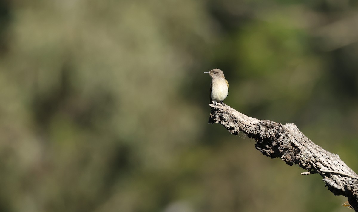Brown Honeyeater - ML640214373