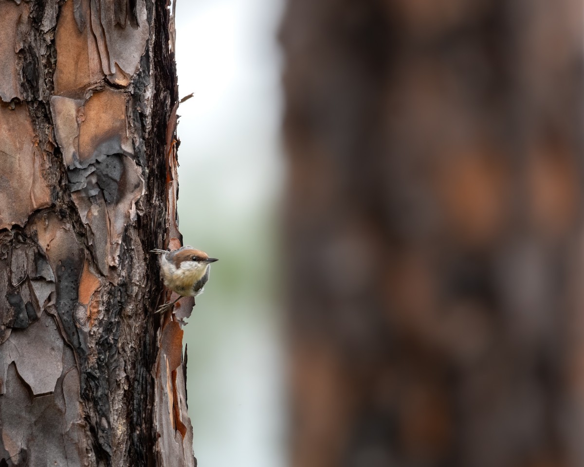 Brown-headed Nuthatch - ML640214376