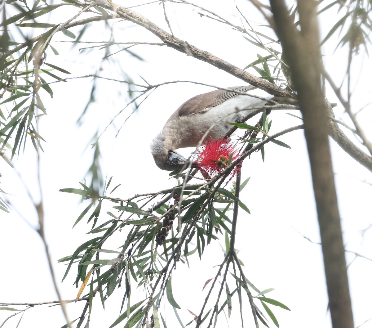 Little Friarbird - ML640214380